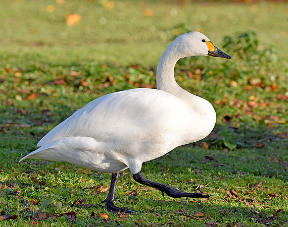 Bewick swan