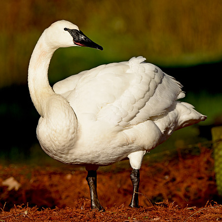 Trumpeter swan