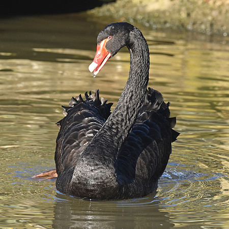 Black swan