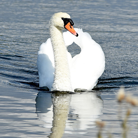 Mute swan