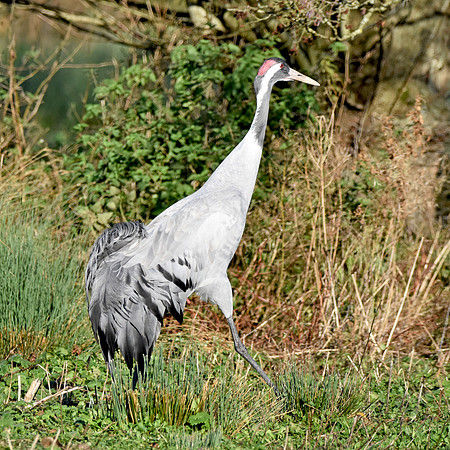 Eurasian crane