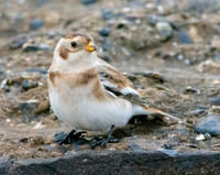 Snow bunting