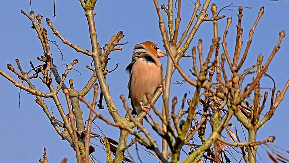 Hawfinch