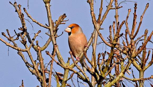 Hawfinch