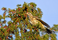 Mistle thrush