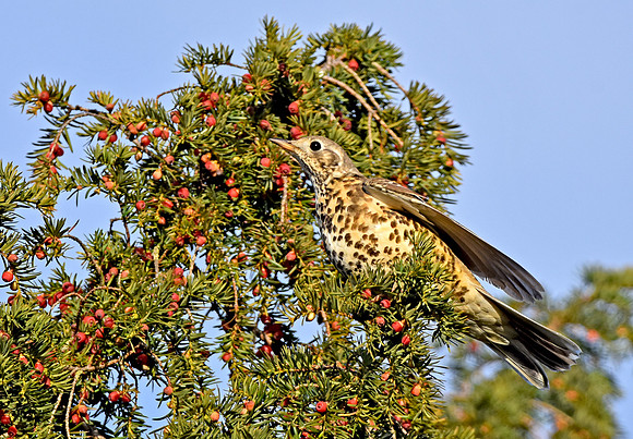 Mistle thrush