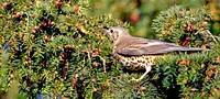 Mistle thrush