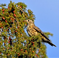 Mistle thrush