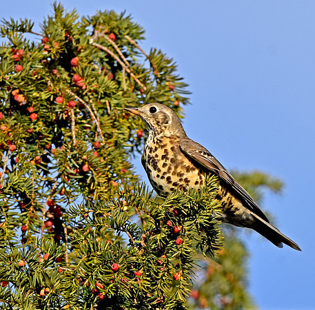 Mistle thrush