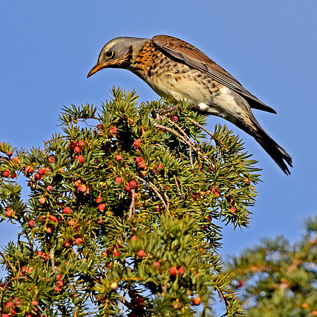 Fieldfare