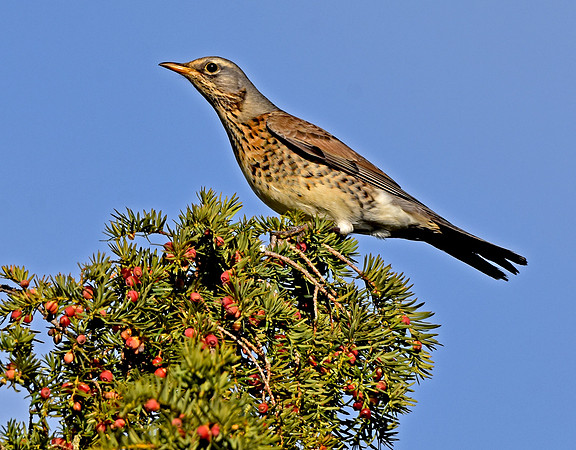 Fieldfare