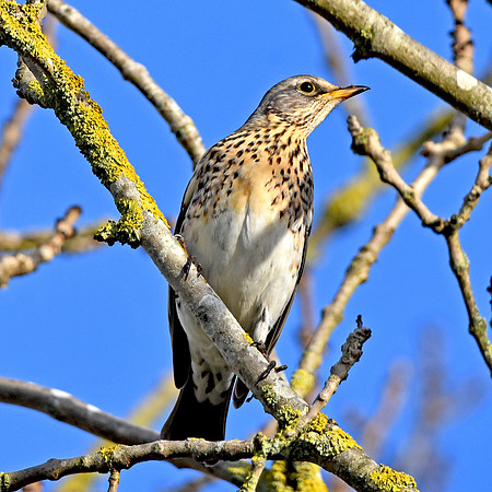 Fieldfare