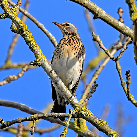 Fieldfare