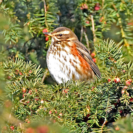 Redwing