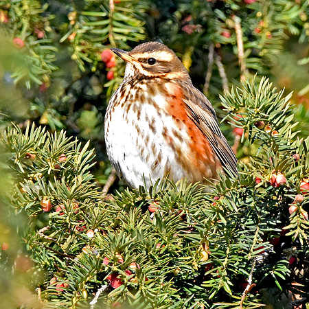 Redwing