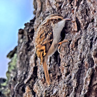 Treecreeper