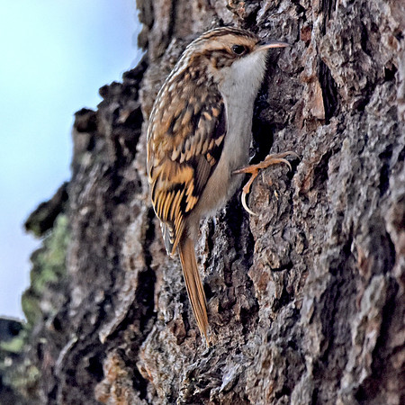 Treecreeper