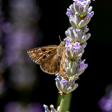 Dingy skipper