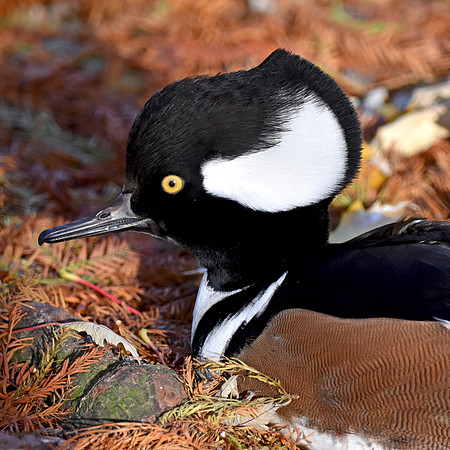 Hooded merganser, male