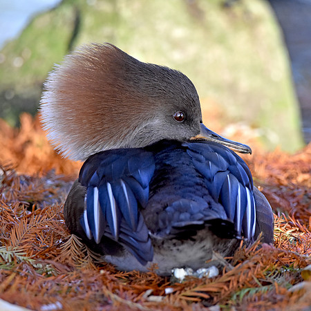Hooded merganser, female