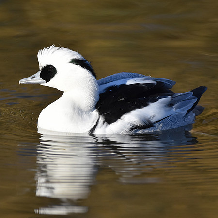 Smew, male