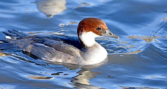 Smew, female