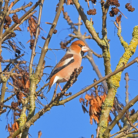 Hawfinch