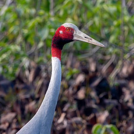 Sarus crane