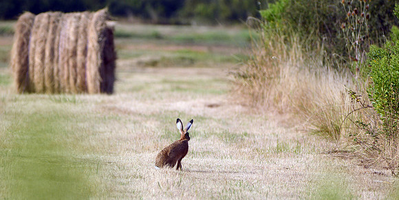 Brown Hare, France
