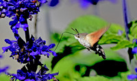 Hummingbird Hawk moth