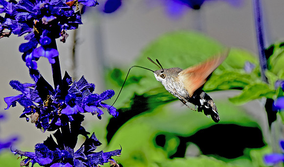 Hummingbird Hawk moth