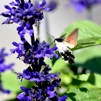 Hummingbird Hawk moth