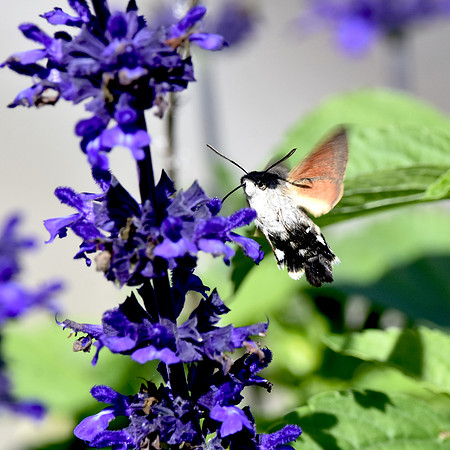 Hummingbird Hawk moth