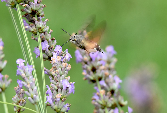 Hummingbird hawk moth