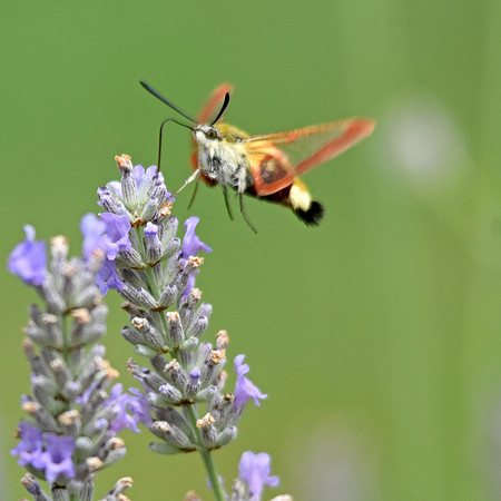 Broad bordered bee hawk moth