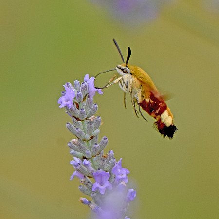 Broad bordered bee hawk moth