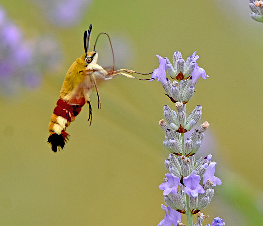 Broad bordered bee hawk moth
