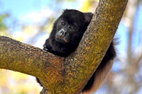 Howler monkey