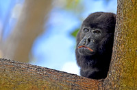 Howler monkey