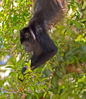Mantled Howler monkey