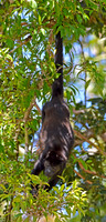 Mantled Howler monkey