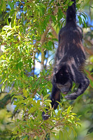 Mantled Howler monkey