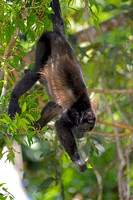 Mantled Howler monkey