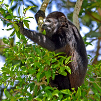 Mantled Howler monkey