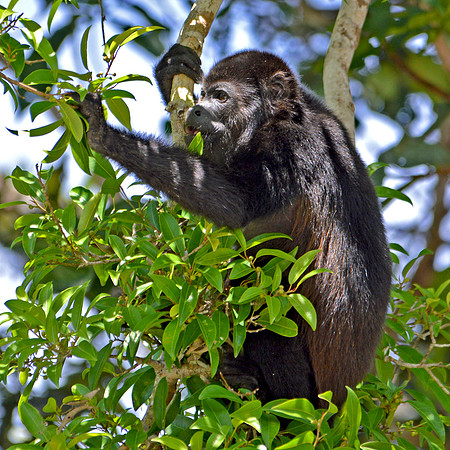 Mantled Howler monkey