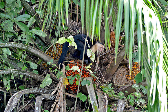 Panamanian white-headed capuchin