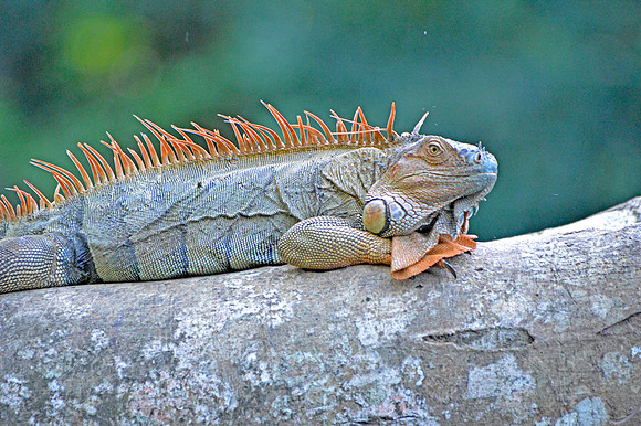 Green Iguana