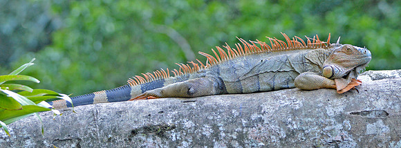 Green Iguana