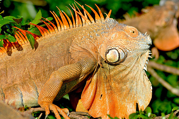 Green Iguana