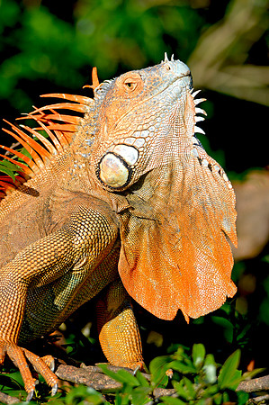 Green Iguana